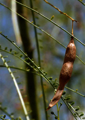 Parkinsonia africana