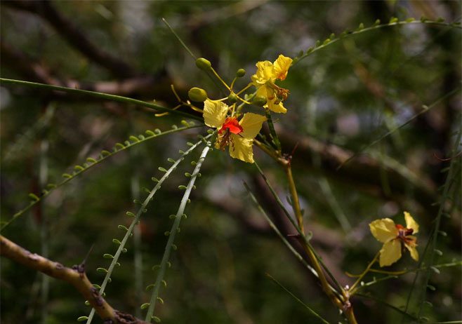 Parkinsonia africana