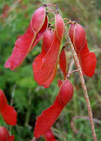 Pterolobium stellatum