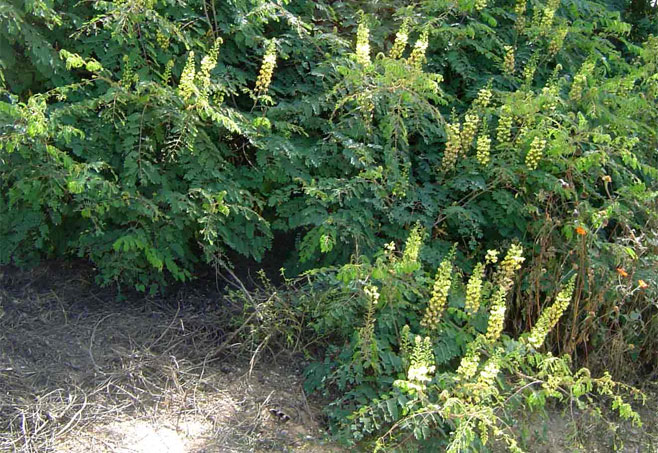 Caesalpinia decapetala