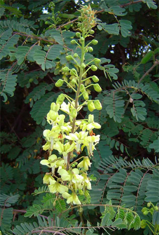 Caesalpinia decapetala