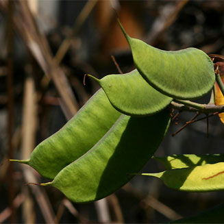Caesalpinia decapetala