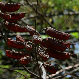Caesalpinia decapetala