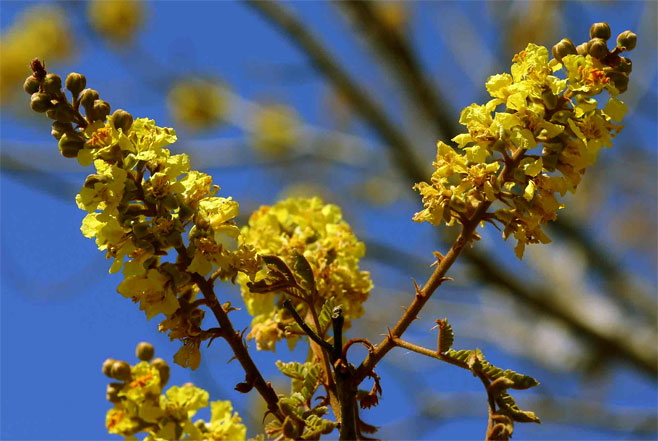Peltophorum africanum