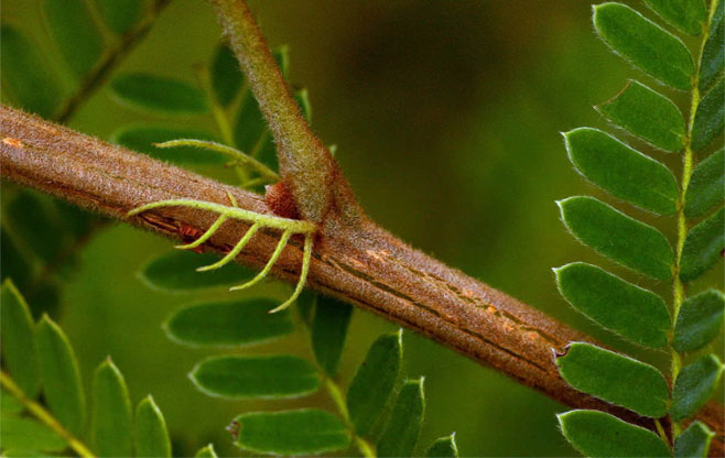 Peltophorum africanum