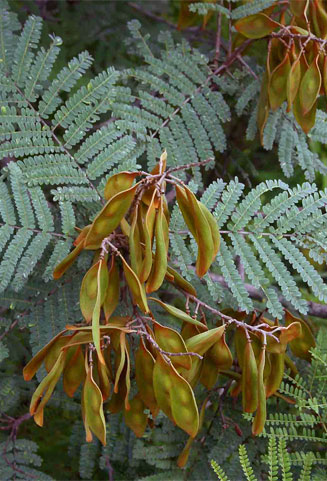 Peltophorum africanum