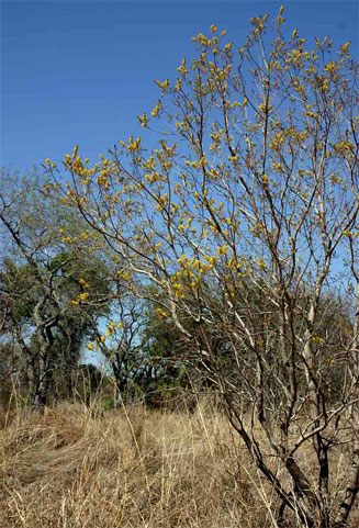Peltophorum africanum