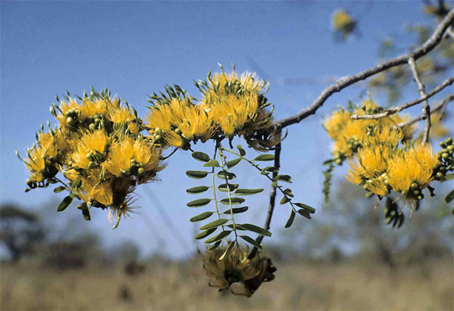 Cordyla africana (Wild mango)
