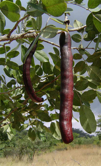Bobgunnia madagascariensis