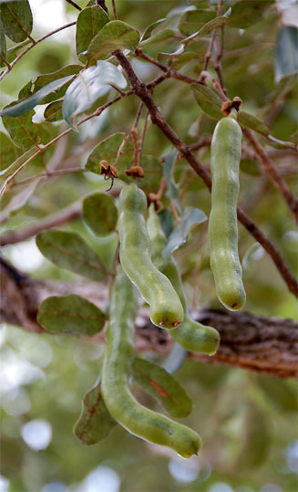 Bobgunnia madagascariensis