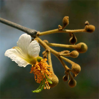 Bobgunnia madagascariensis