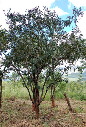 Bobgunnia madagascariensis