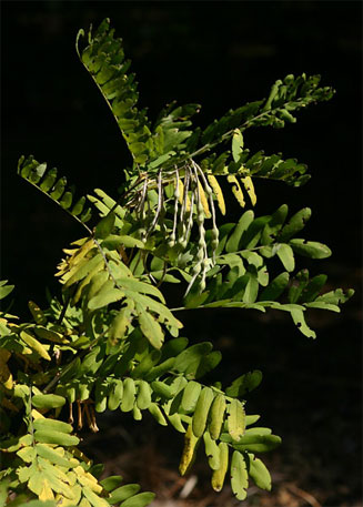 Sophora velutina