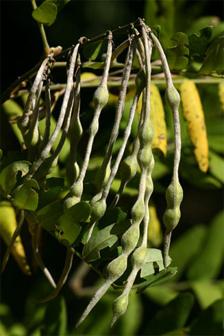Sophora velutina