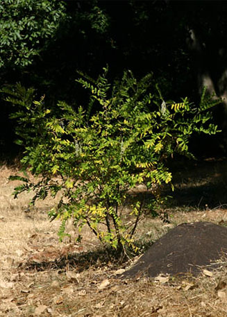 Sophora velutina