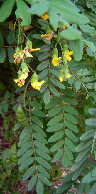 Calpurnia aurea