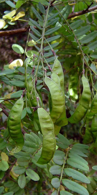Calpurnia aurea