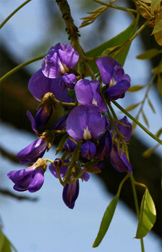 Bolusanthus speciosus (Tree wisteria)