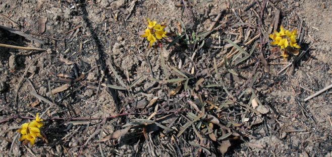 Lotononis listii