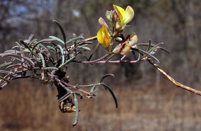 Lotononis listii