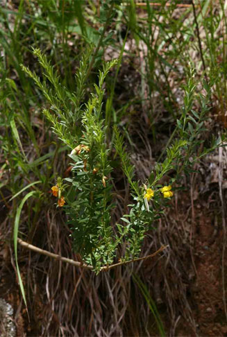 Pearsonia aristata 