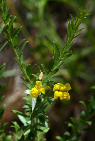 Pearsonia aristata 