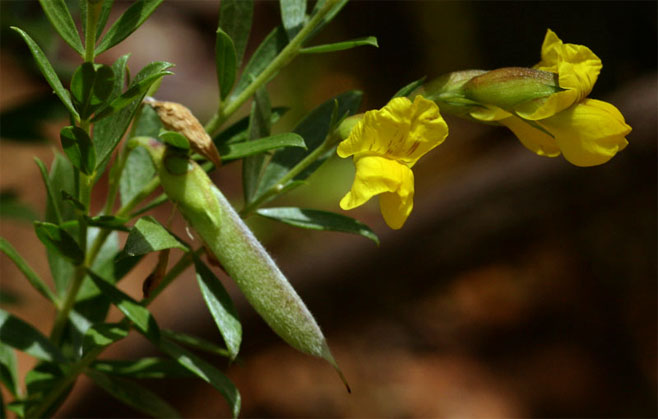 Pearsonia aristata 