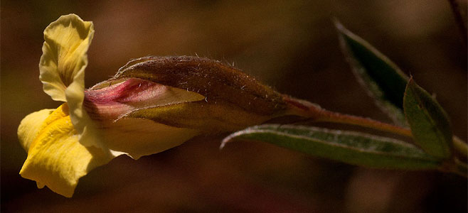 Pearsonia mesopontica