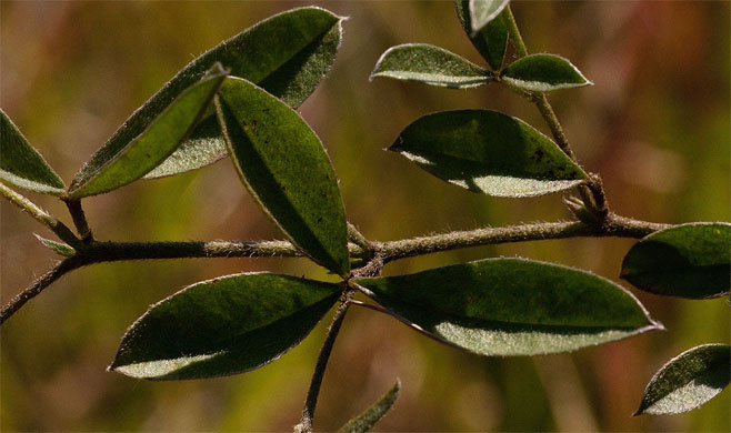 Pearsonia mesopontica