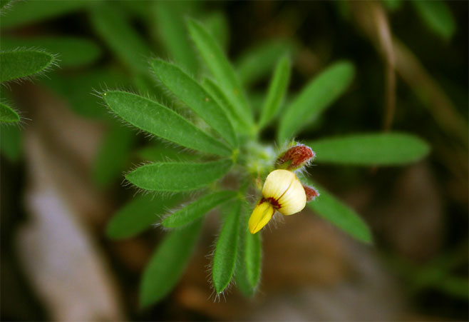 Crotalaria alexandri