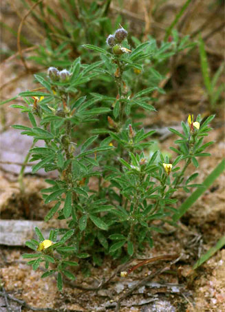 Crotalaria alexandri