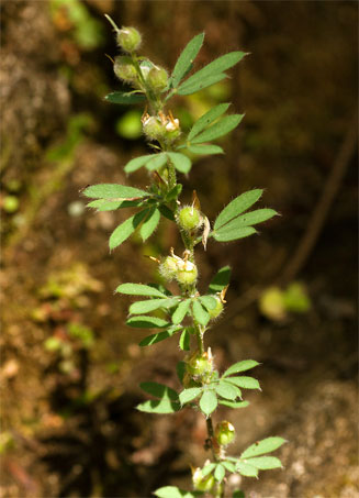 Crotalaria alexandri