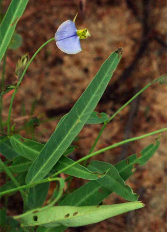 Crotalaria anisophylla