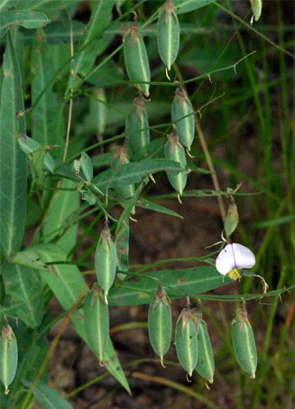 Crotalaria anisophylla
