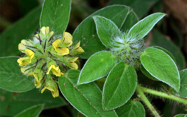 Crotalaria anthyllopsis