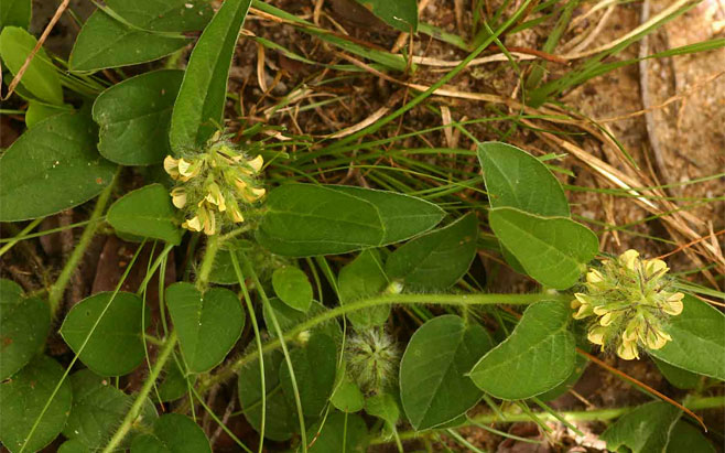 Crotalaria anthyllopsis