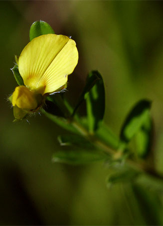Crotalaria caudata