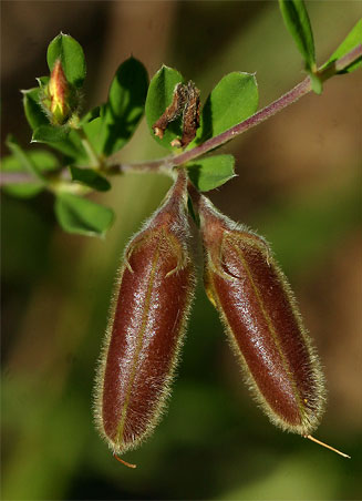 Crotalaria caudata