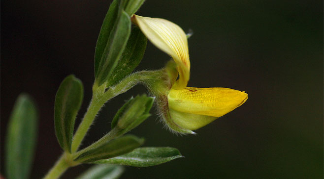 Crotalaria caudata