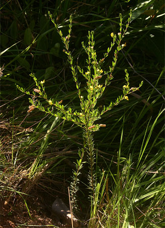 Crotalaria caudata