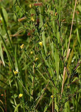 Crotalaria caudata