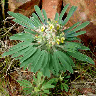 Crotalaria cephalotes