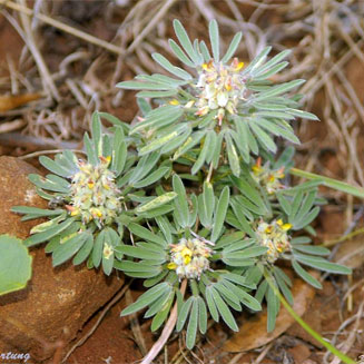 Crotalaria cephalotes