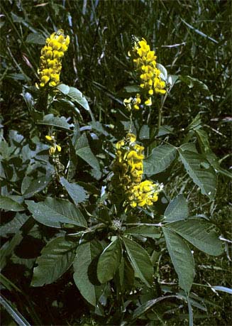Crotalaria collina