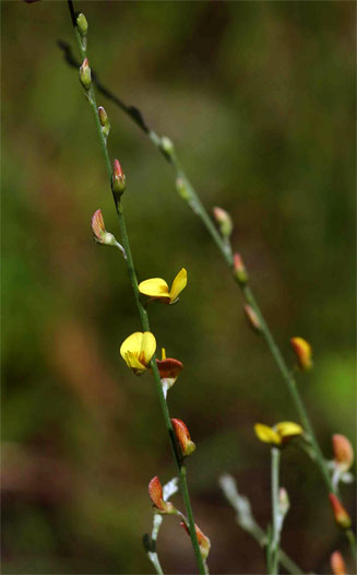 Crotalaria filicaulis