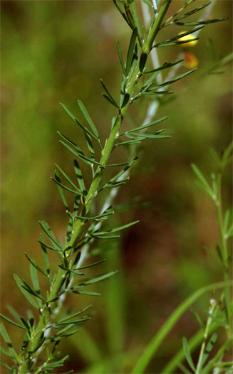 Crotalaria filicaulis