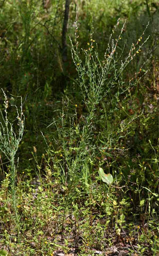 Crotalaria filicaulis