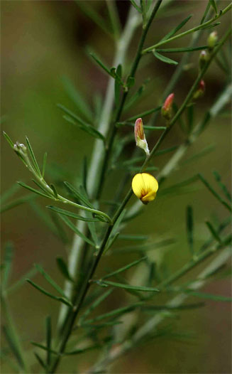 Crotalaria filicaulis