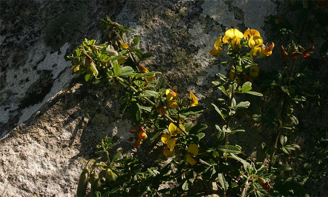 Crotalaria gazensis 