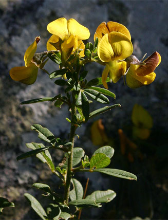 Crotalaria gazensis 